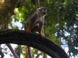 Arqueólogos desentierran enigmas de cultura antigua en la Amazonía Arqueólogos desentierran enigmas de cultura antigua en la Amazonía