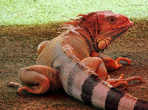 Ecuador criará iguanas rosadas en cautiverio Ecuador criará iguanas rosadas en cautiverio